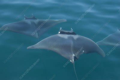 Mobula rays - Stock Image - C009/2927 - Science Photo Library