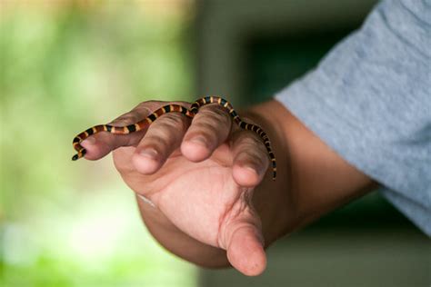 Coral snake | One of the guide found a baby coral snake. We … | Flickr