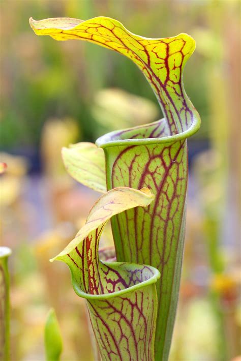 Sarracenia oreophila var. ornata, Green Pitcher Plant, cultivated plant, Atlanta Botanical ...