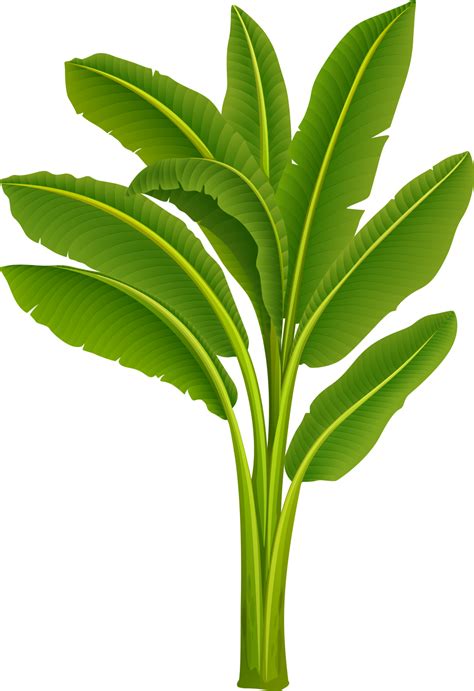 Banana Tree Leaf Png