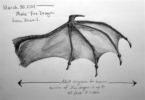 Anatomy of a dragon wing | Dragon wings, Fantasy art, Dragon