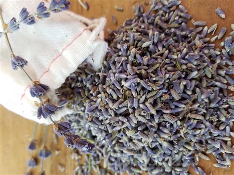 Lavender for Health and Home | Old Farmer's Almanac