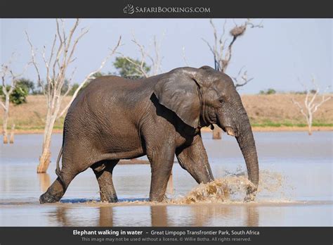 South Africa Safari: 5-Day Kruger NP Guided Self-Drive Mid Range Tour