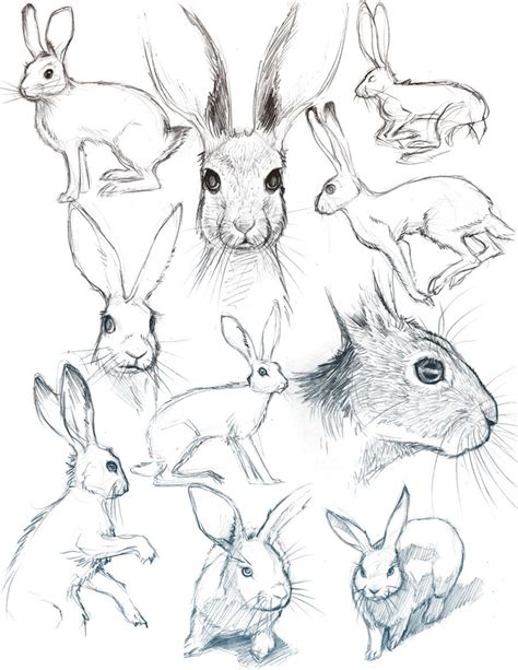 Bunny sketches, Easy animal drawings, Animal drawings