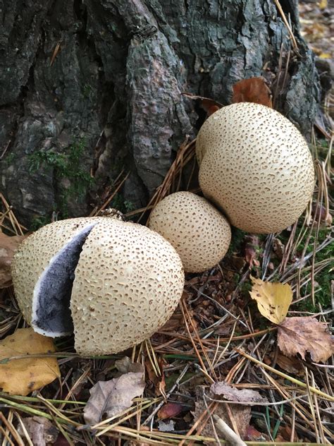 Poison pigskin puffball! : r/mycology