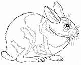 A Rabbit Coloring Page  Free Printable Pages For Kids sketch template