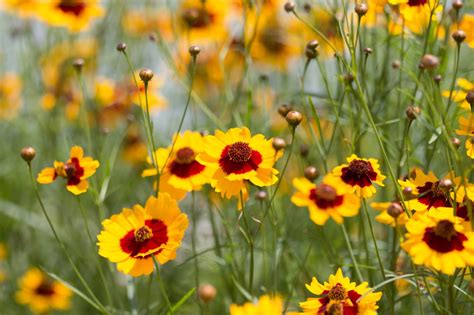 Coreopsis Flowers: An In-Depth Look at Their Meaning, Symbolism, and ...