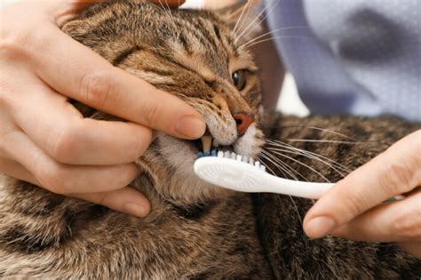Cat Teeth Plaque & Tartar: Causes, Symptoms, & Treatment - Cats.com