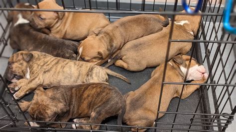 Nine puppies rescued from collapsed East Cleveland garage, animal shelter says - cleveland.com