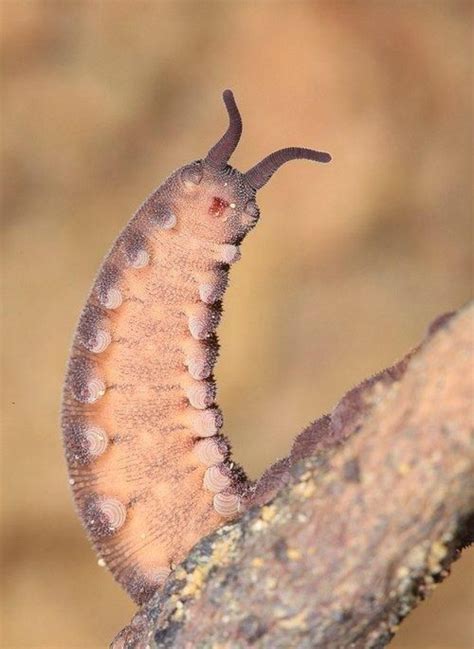 a close up of a small insect on a tree branch