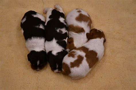 Brittany Puppies For Sale - AKC PuppyFinder