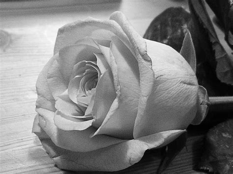 Free Grayscale rose Stock Photo - FreeImages.com