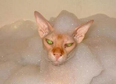 Curious, Funny Photos / Pictures: Cat bathing - 34Pics