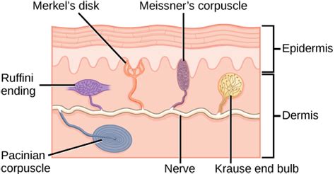 Somatosensory Receptors | Biology for Majors II