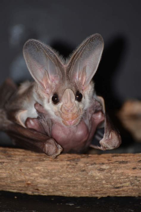 In photos: Australia's elusive ghost bat | Zooborns | Earth Touch News