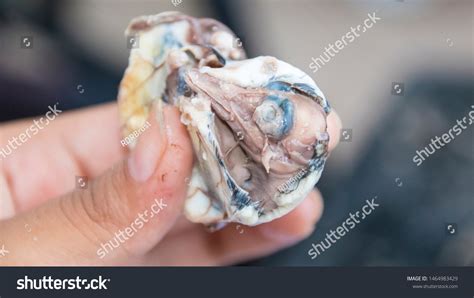 Balut Balot Philippine Favorite Delicacy Made Stock Photo 1464983429 ...