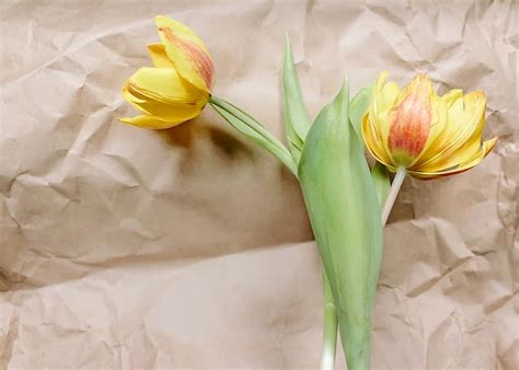flower, background, tulip, yellow, morning, spring, tulip flower, thank you, get well soon ...