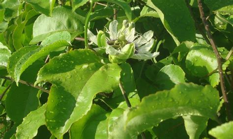 My little vegetable garden: Passion fruit / markisa update 3