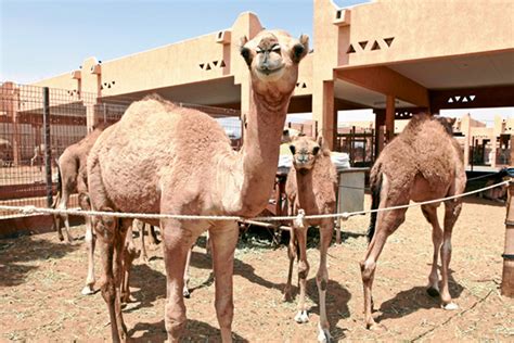 Beautiful camels to compete at Al Dhafra Festival | Time Out Abu Dhabi