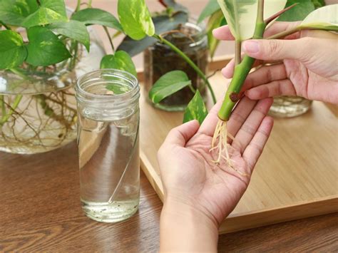 Tips For Propagating Houseplants With Cuttings
