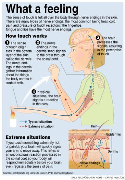 Pin by Diana on Medical | Sense of touch, Health info, Rare disorders