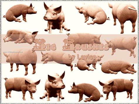 Pig | Photoshop Cs Brushes | 123Freebrushes