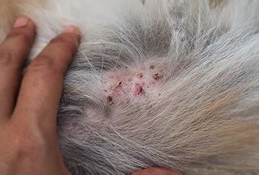Dermatitis (red, inflamed, sore skin or a rash) in cats - PDSA