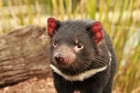 Bonorong Night Tour — Bonorong Wildlife Sanctuary