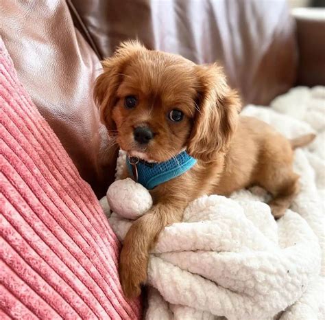 15 Adorable Photos Of Cavalier King Charles Spaniel Puppies With Pure Beauty - ilovedogscute.com