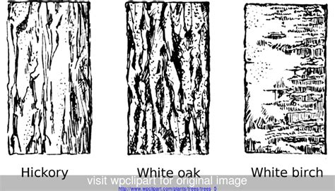 Tree Bark types | Texture drawing, Tree drawing, Tree sketches