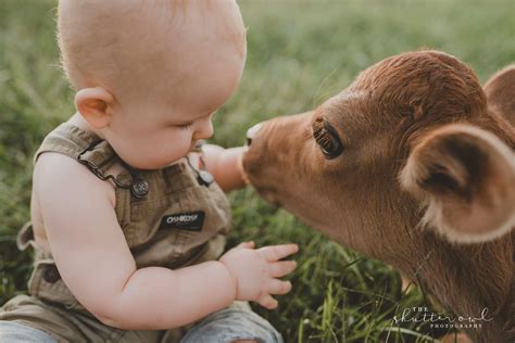 When a typical 1st Birthday Session on a client's farm turned into my dream shoot... | Baby cows ...