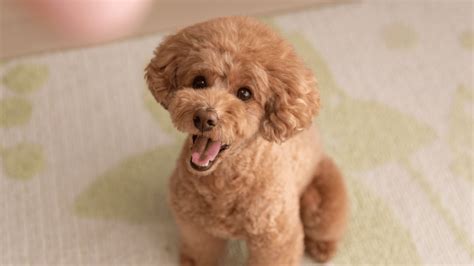 Moyen Poodle: A Guide to The Rarest Poodle – PawSafe