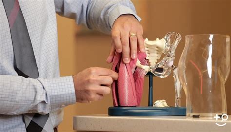 Arthroplasty - Anterior vs. Posterior Hip Replacement - Doctorpedia