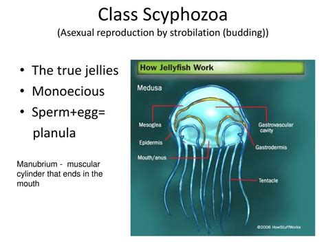 PPT - Phylum Cnidaria (formerly Coelenterata) PowerPoint Presentation, free download - ID:4554149