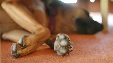 Why Does My German Shepherd Sleep On Its Back? (Sleeping Positions You ...