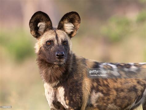 Hunter High-Res Stock Photo - Getty Images