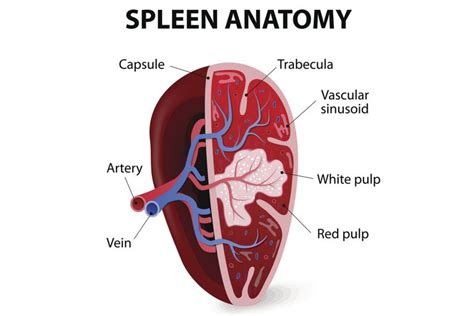 Spleen Anatomy and Function