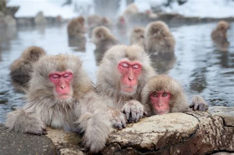 See Japanese Snow Monkeys: Visit Jigokudani Monkey Park from Tokyo | Tokyo Cheapo