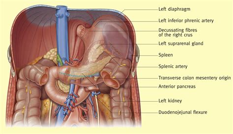 References in Anatomy of the stomach - Surgery - Oxford International Edition