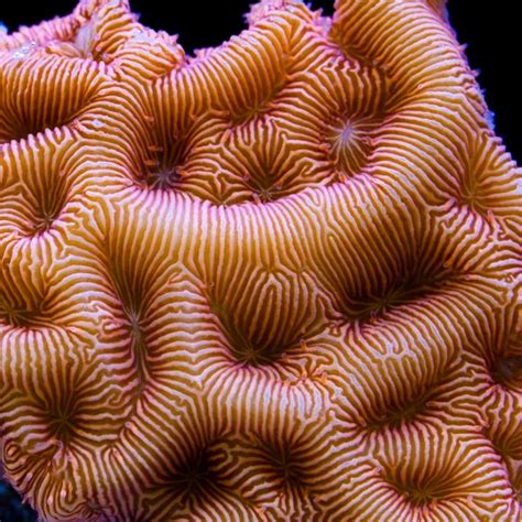 Golden Leptoseris www.tidalgardens.com/coral.html | Hard coral, Coral photography, Saltwater tank