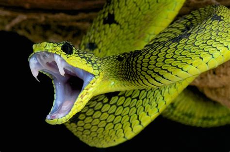 The potential of snake venom in developing life-saving drugs – Monash Lens