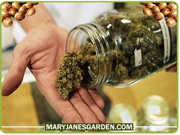 What Is the Meaning Of 420 - 420 Meaning | Mary Jane's Garden