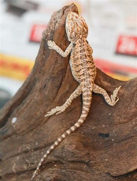 How Much Light Do Baby Bearded Dragons Need | Homeminimalisite.com