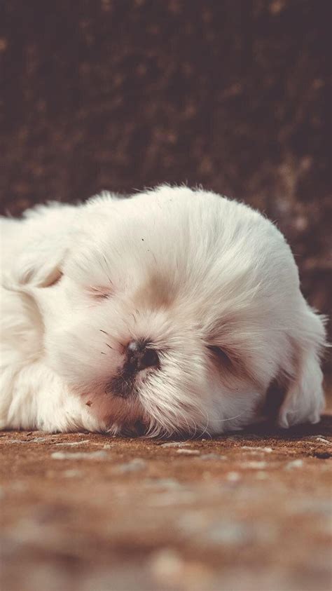 Sleeping Puppy Wallpapers - Top Free Sleeping Puppy Backgrounds ...