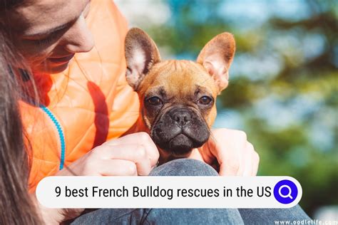 The 9 Best French Bulldog Rescues In The US 2024 - Oodle Life