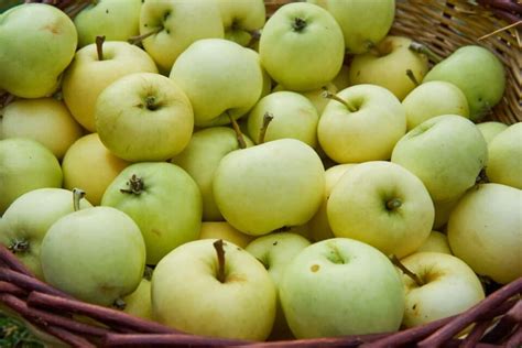 The Best Fertilizer for Apple Trees - Minneopa Orchards