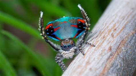 New Species of Peacock Spider Dances for You (And Sex) | Fun Animals Wiki, Videos, Pictures, Stories