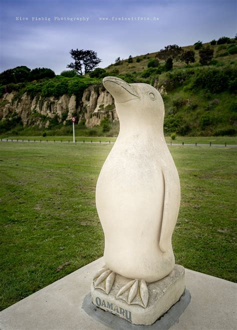 Neuseeland Oamaru Penguins › Freizeitfoto