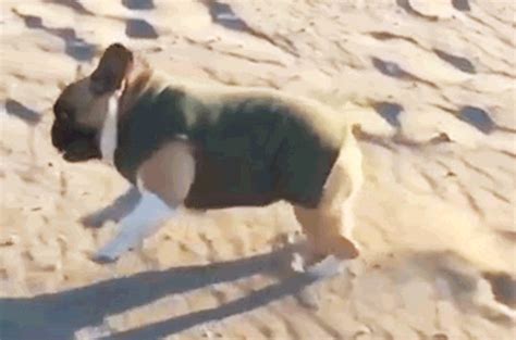 French Bulldog GIF - Find & Share on GIPHY