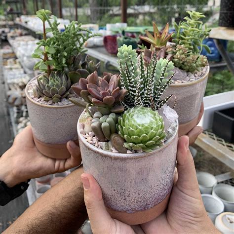 Custom Services – East Austin Succulents